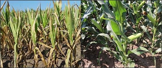 �������ǲ���(�й���)�ٷ���վ