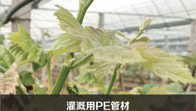 ������PE�ܲ�